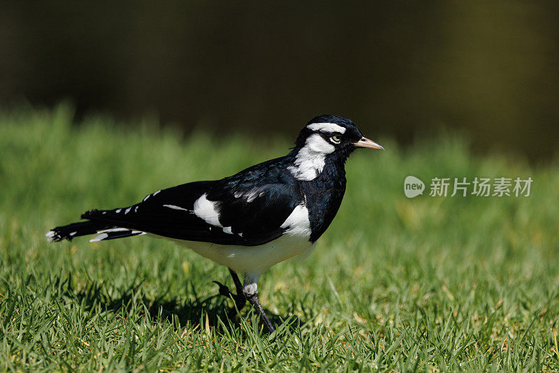 雄喜鹊云雀，Grallina cyanoleuca